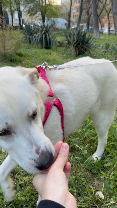 Търси дом! Здравейте, това е Айра