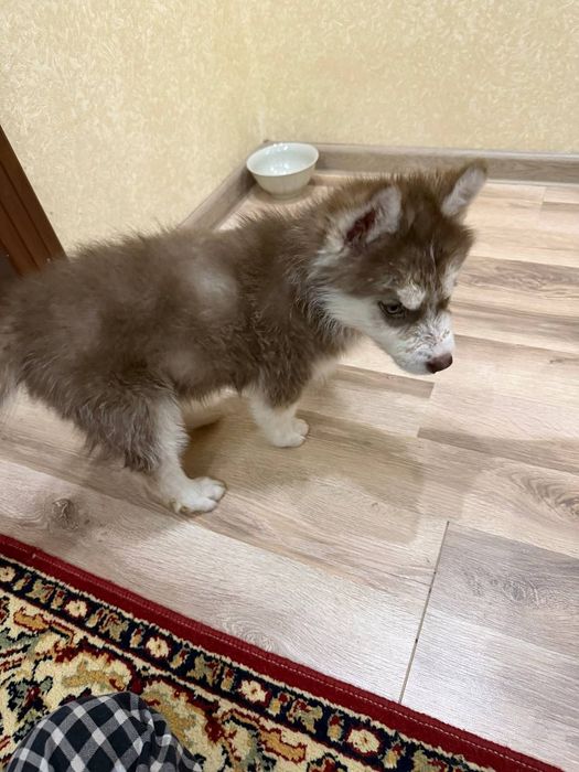 Haski sotayman qiz 2oyli