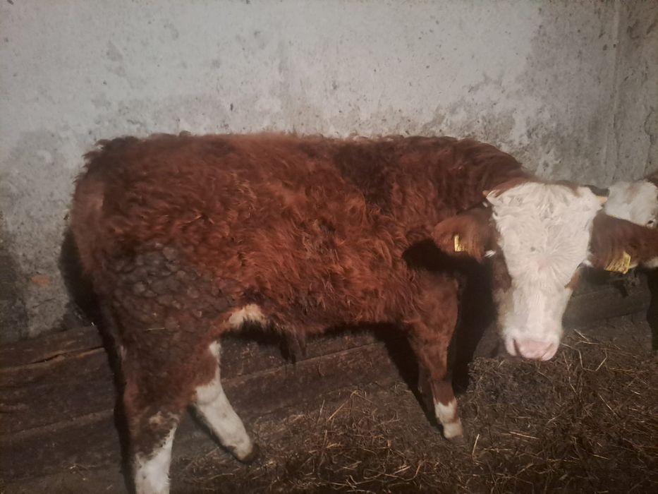 Vând tăuraș de lapte