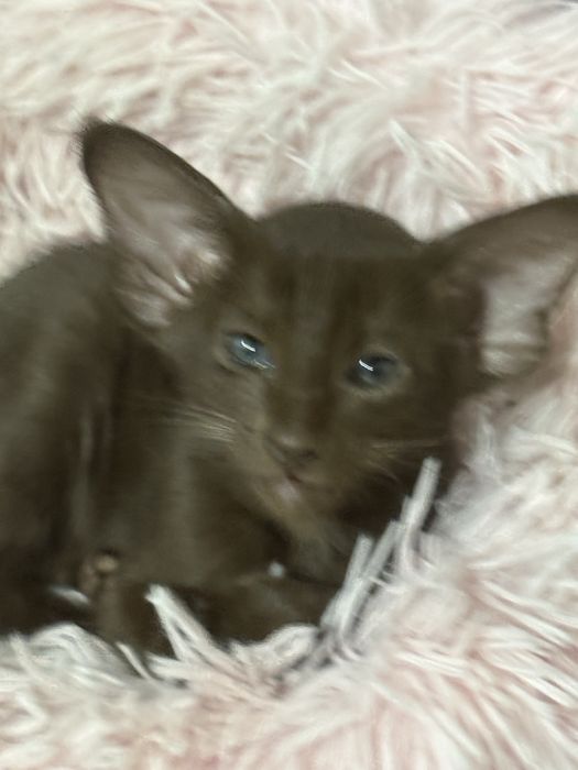 Продам ориентальных малышей