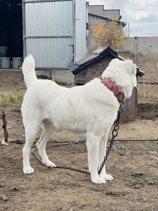 Сао Алабай сучонка  продается