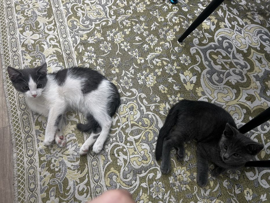 домашние кошкиии