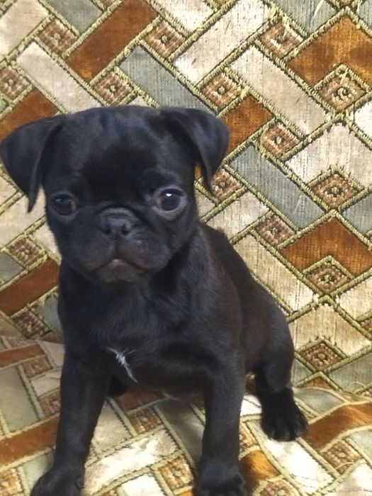 Продам щенков мопса