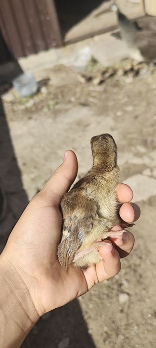 Продам цыплят павлина