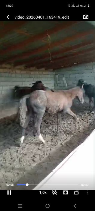 Семіз тайлар сатылады