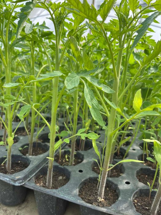 Разсад - домати и краставици