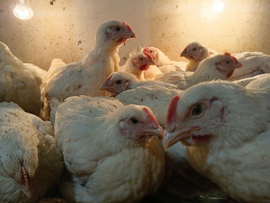 Бройлеры живой вес2000тг сатылады