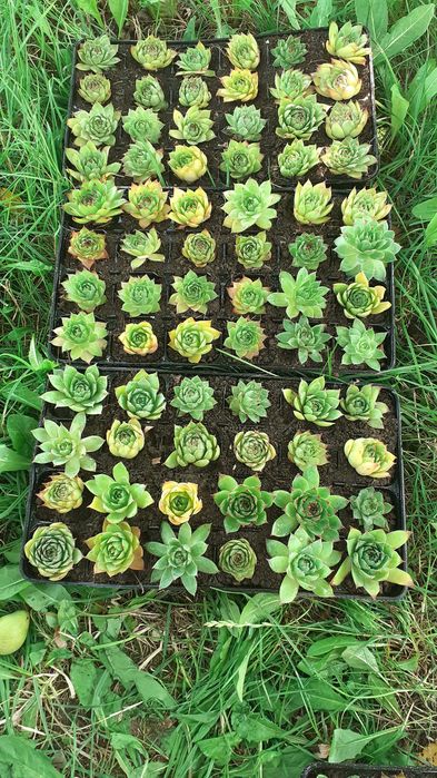 Sempervivum - urechelnita - suculente