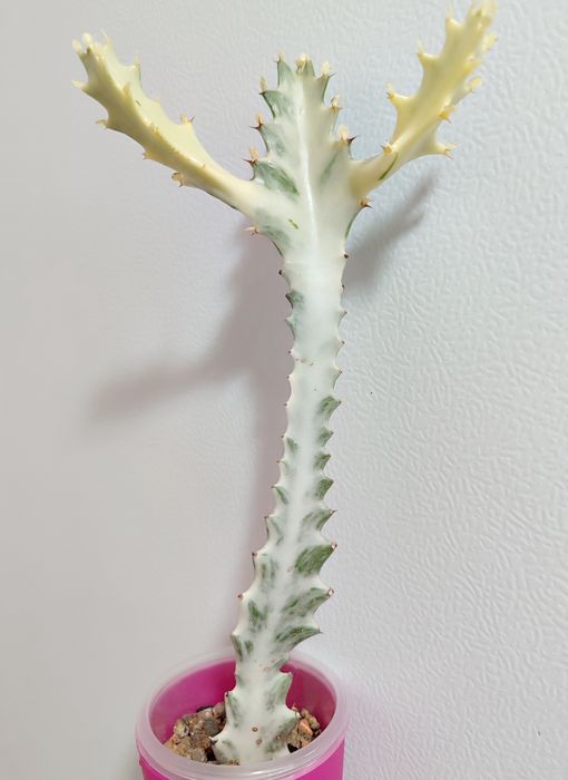 Euphorbia lactea White Ghost
