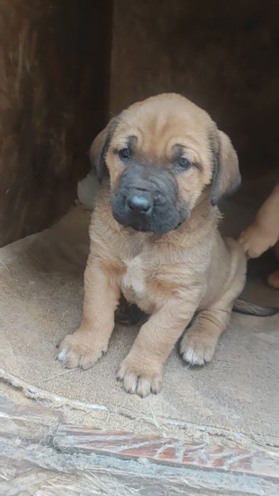 Щенки две девочки и два мальчика