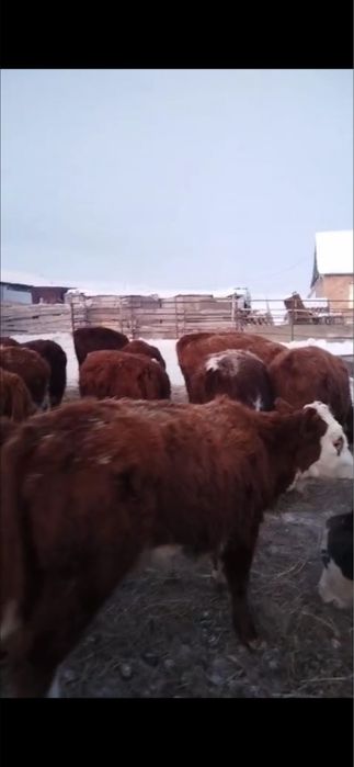 Тайыншалар 1 жаста 30 бас тур.