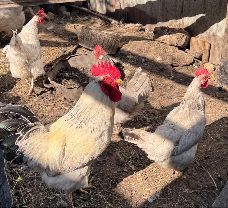 Продам Адлерских петухов