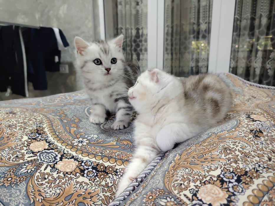Скотиш Фолд ва Скотиш страйт