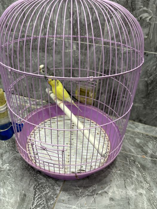 Продам попугаев пара