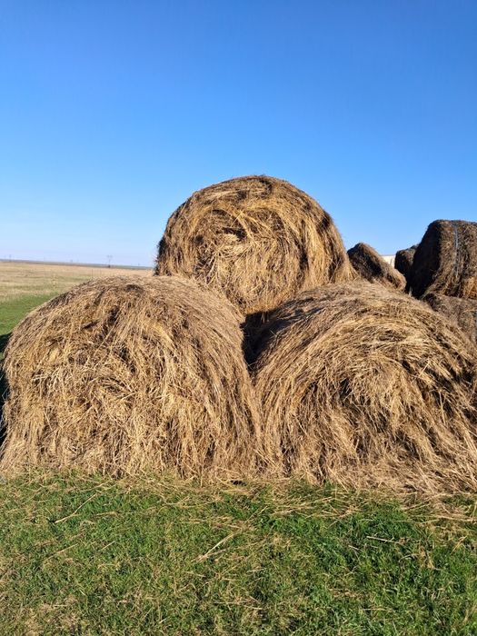 Baloti rotunzi de fan