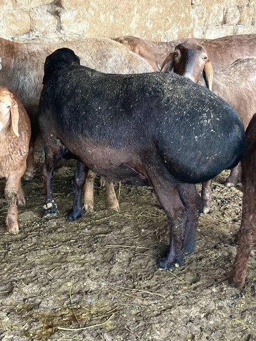 Qoyla sotiladi srochna qochqor va solix