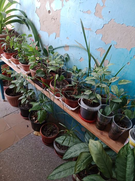 Цветы разные все