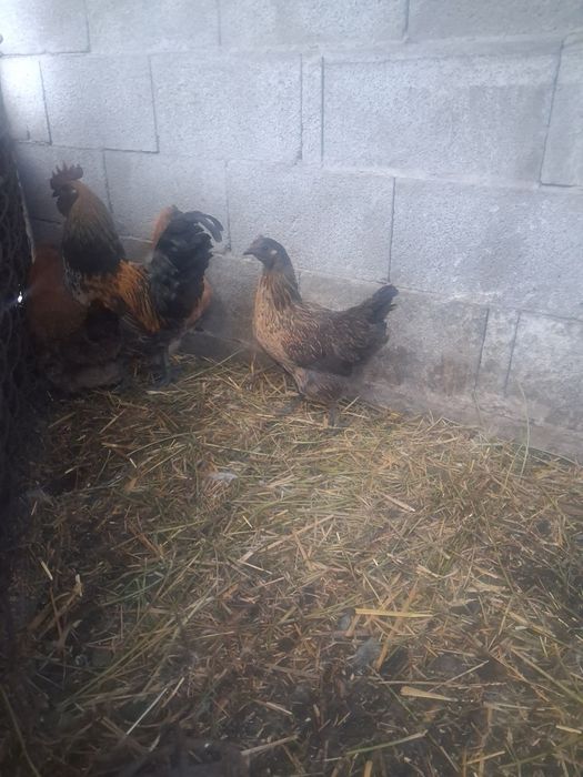 Срочно продам . Курей лакеданзий