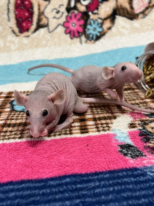 Лысые крысы сфинксы (крыса,крысята,сфинкс,крыски)