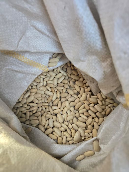 De vanzare fasole alba boabe