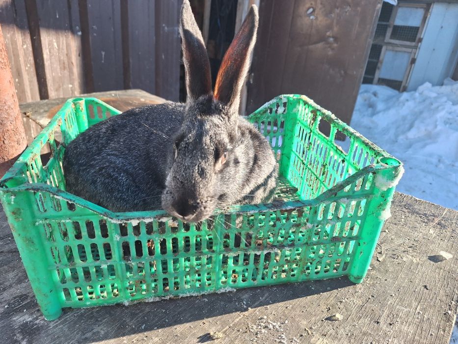 Продам молодых кролих