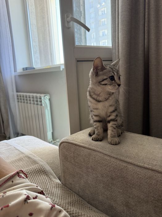 Шотландский скоттиш страйт
