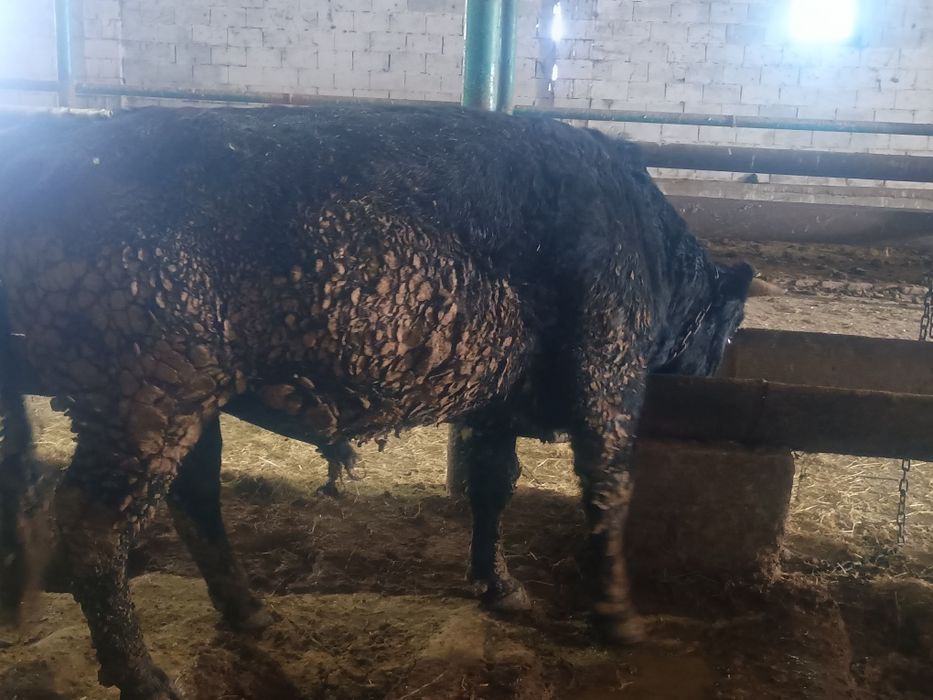 Семіз бұқалар сатылады