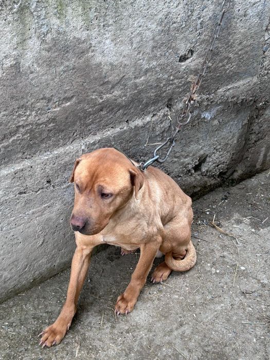 Пидбуль..     пидбуль