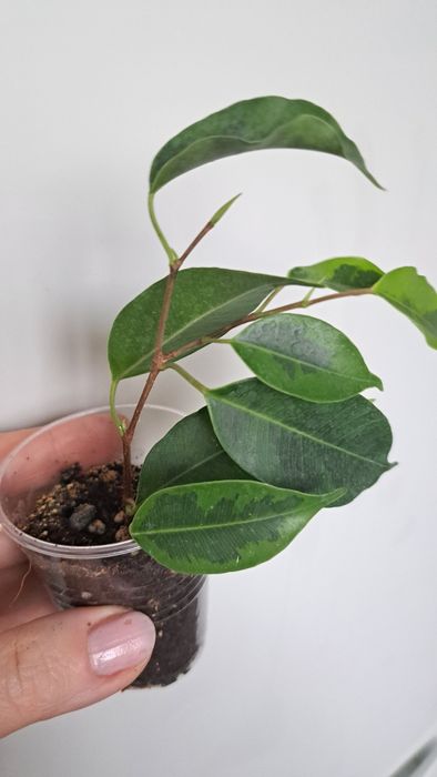 Продам фикус Бенджамина