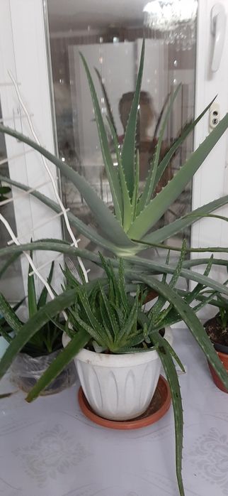 продам алоэ вера
