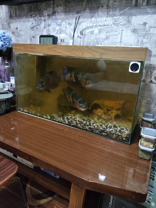 Авариумные рыбки