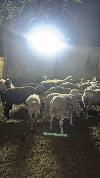 Продам баран кой
