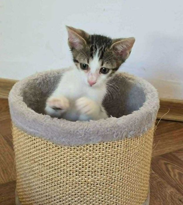 коте бебе търси дом