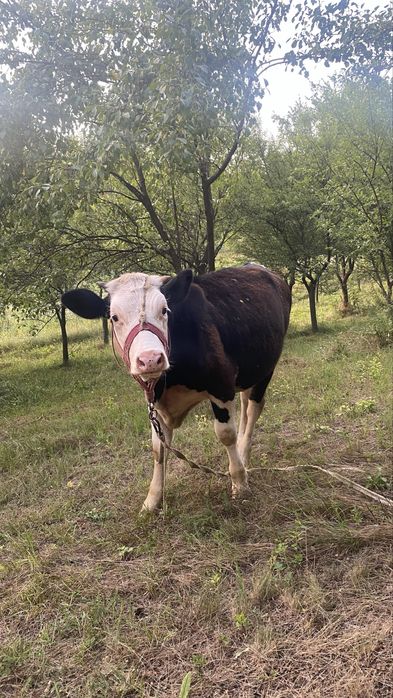 Vitea baltata romaneasca