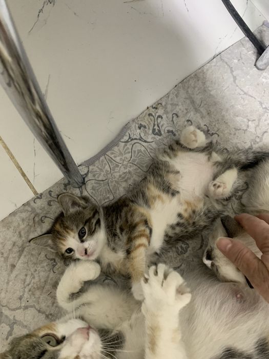 Трехцветный котенок