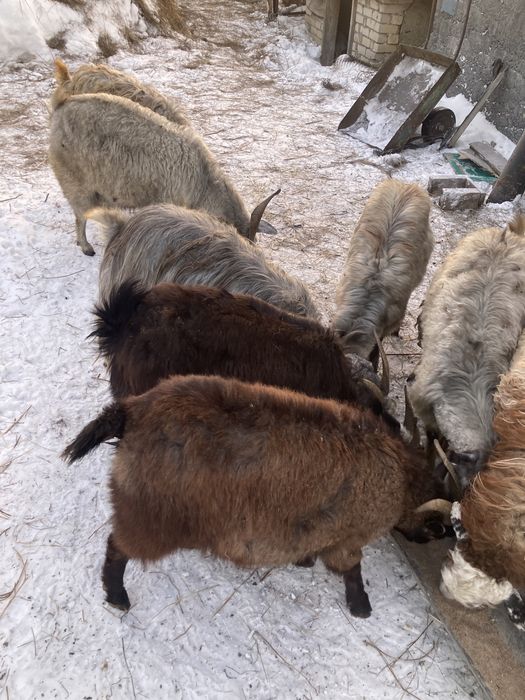 Продам коз. Ешкі сатамын