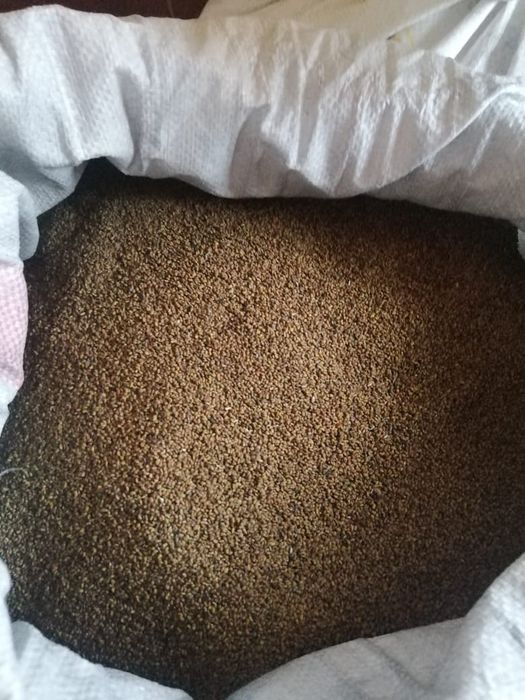 Клевер.беде.жонышка .урык семена