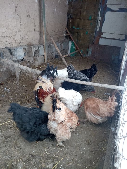 Қораз қораз қораз