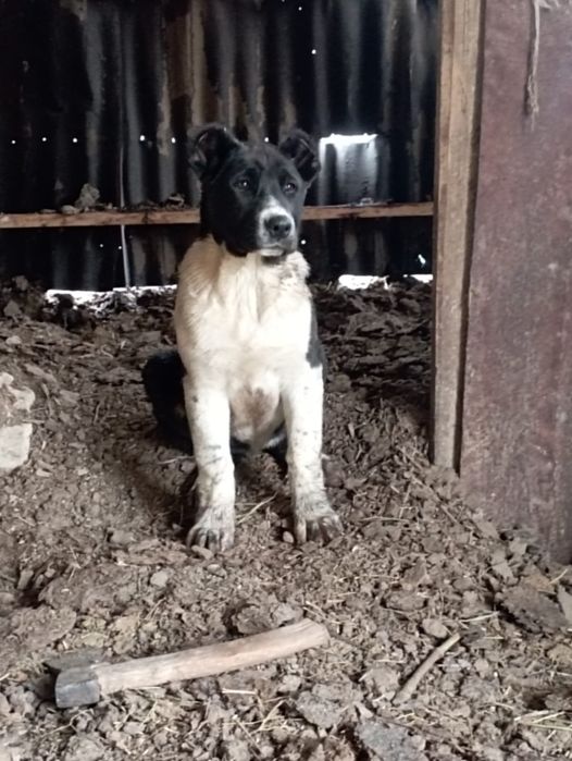 Алабай ұрғашы линиясы мықтв