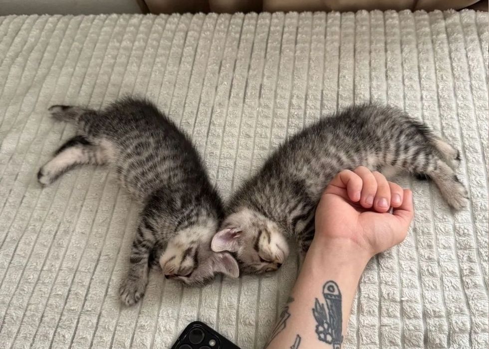 Котяьа вискас окрас, мальчики и девочки 1.5 мес