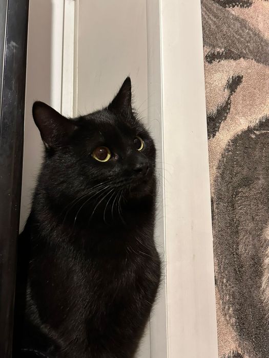 Кошка ищет семью и дом