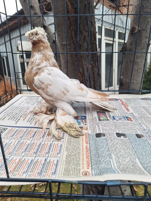 Продам молодого гульбадама