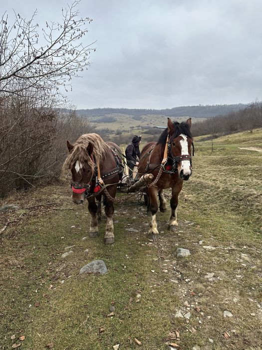 Harmasar si manza de vanzare