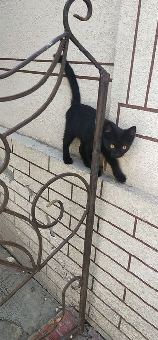 Кошка черная маленькая