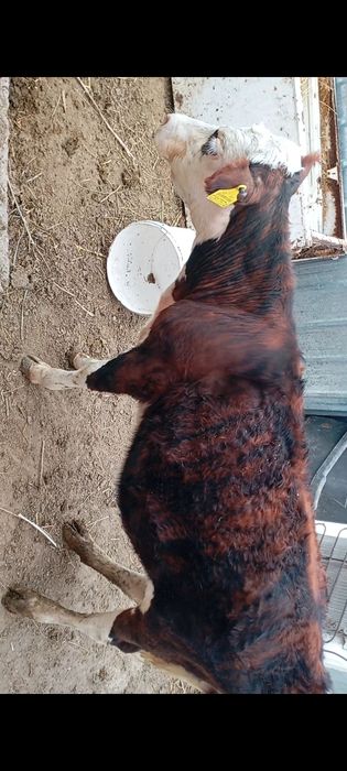 Продам теленка 8 месячного.