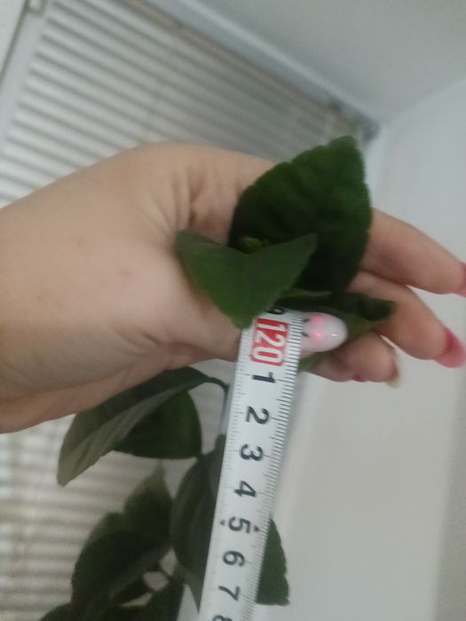 Мандарин,расстение .