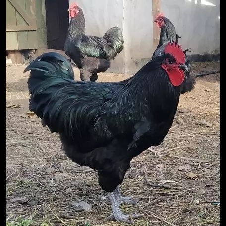 Цыплята джерсийский гигант