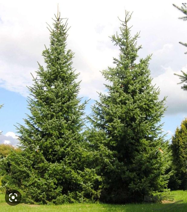 Ель Туи Яблоня саженцы