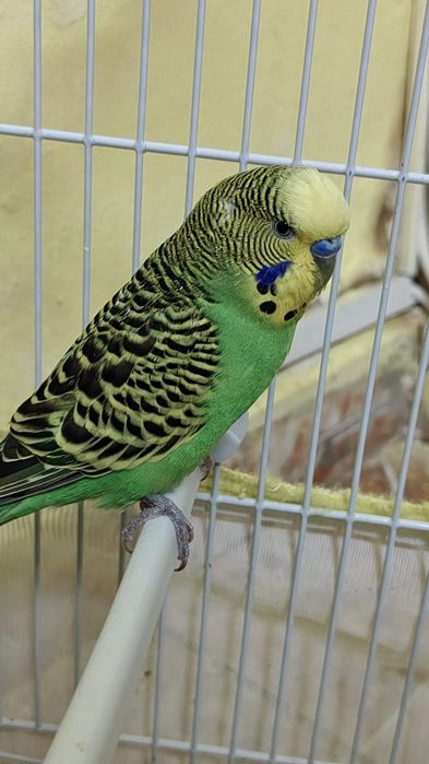 Pasari tinere colorate