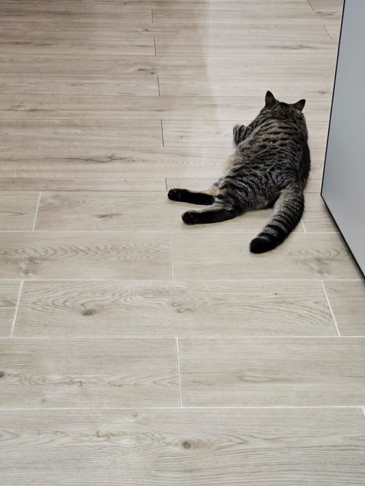 Отдам котёнка в добрые руки